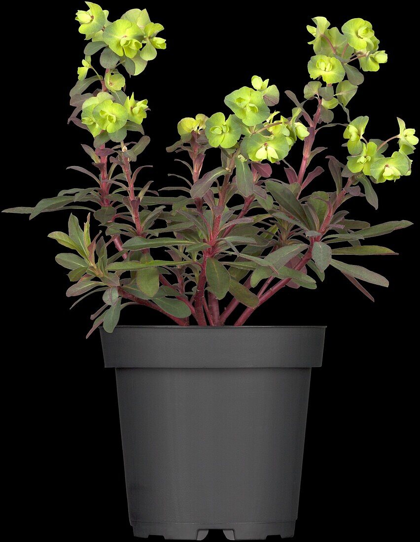 Euphorbia amygdaloides