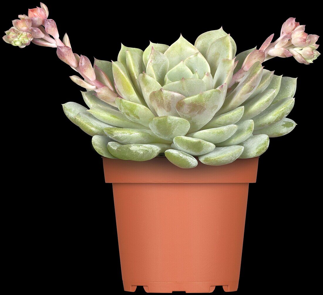 Echeveria 'Dondo'