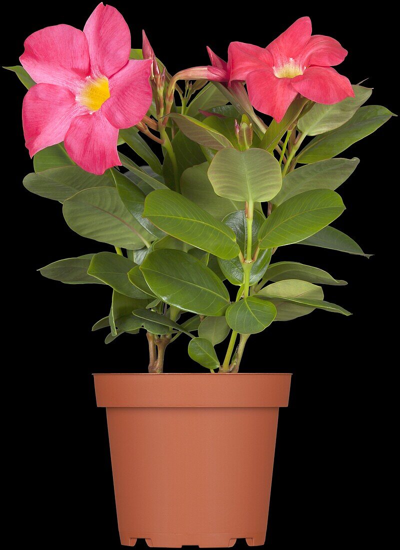 Mandevilla sanderi