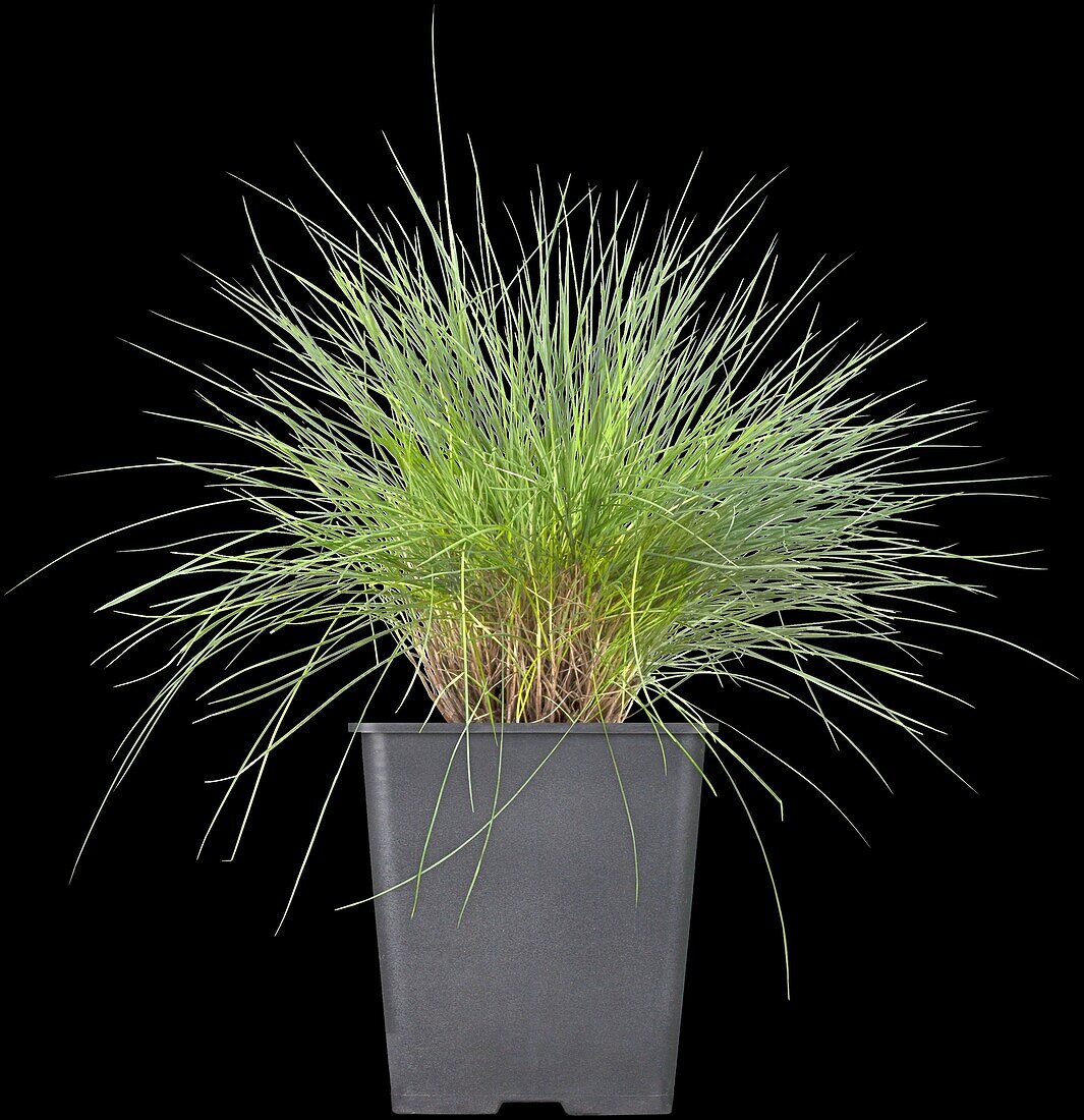 Festuca glauca