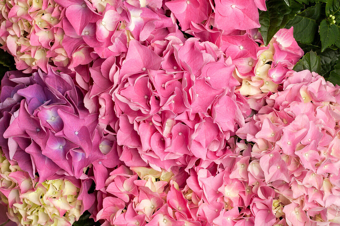 Hydrangea macrophylla, rosa