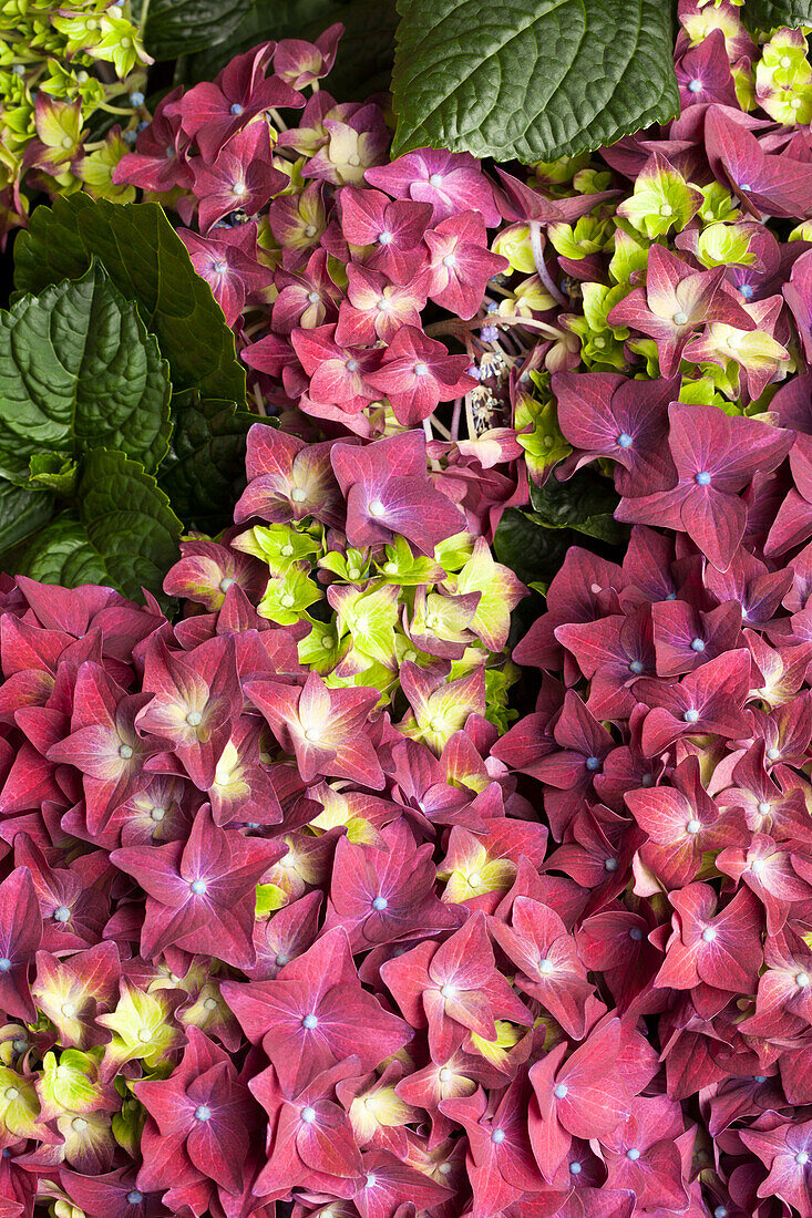 Hydrangea macrophylla