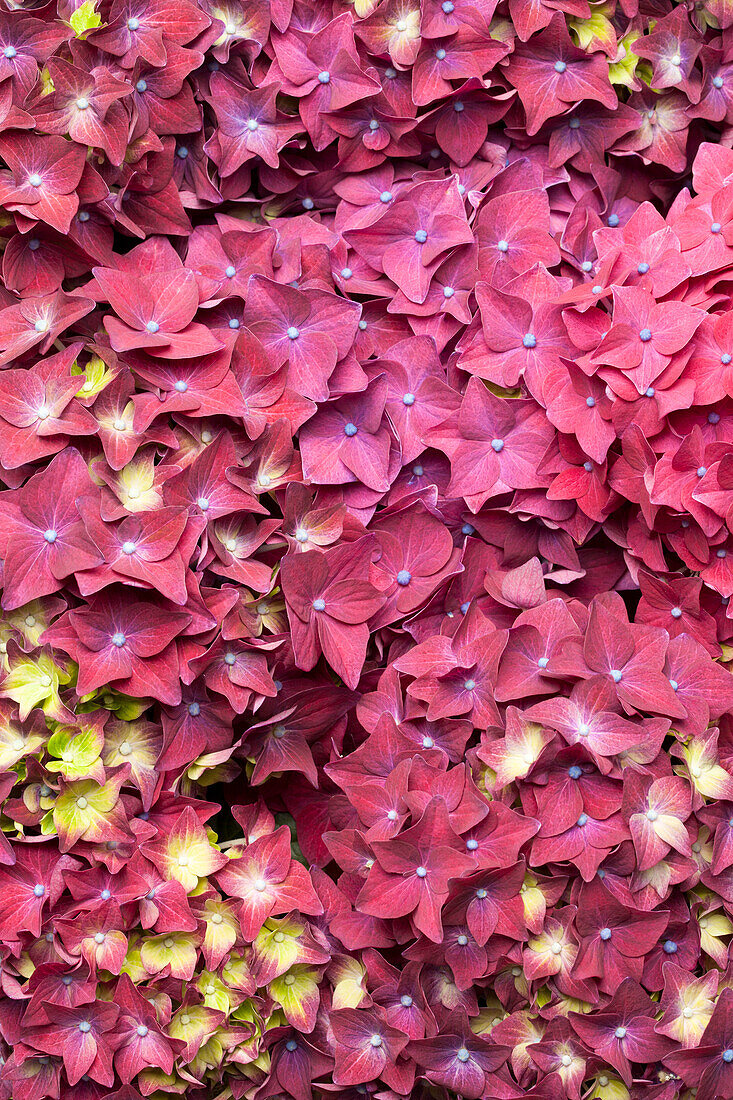 Hydrangea macrophylla