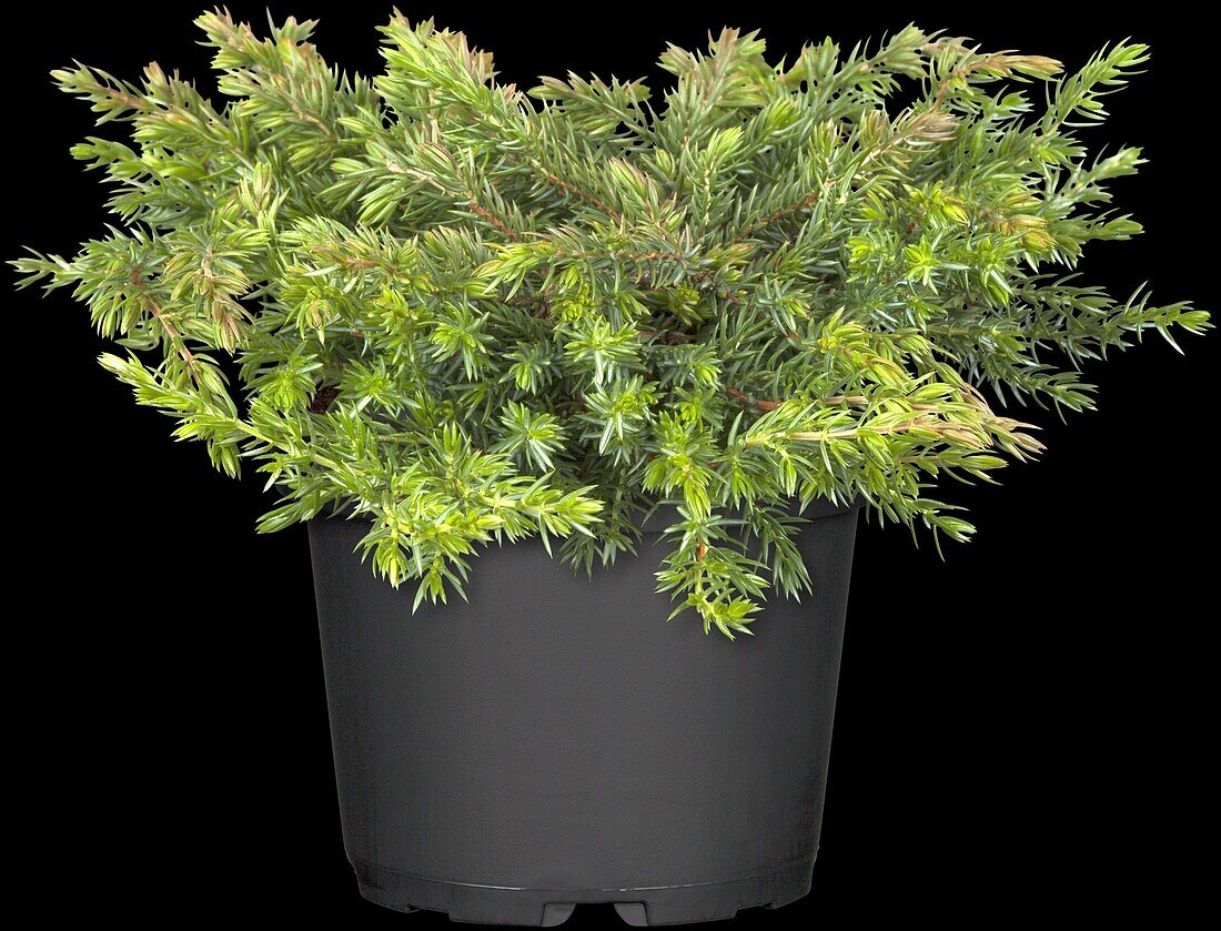 Juniperus communis 'Greenmantle