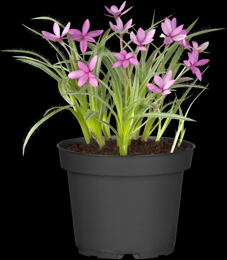 Rhodohypoxis baurii