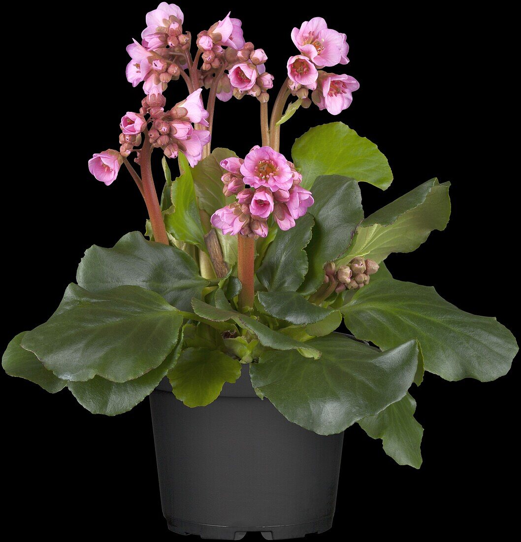 Bergenia