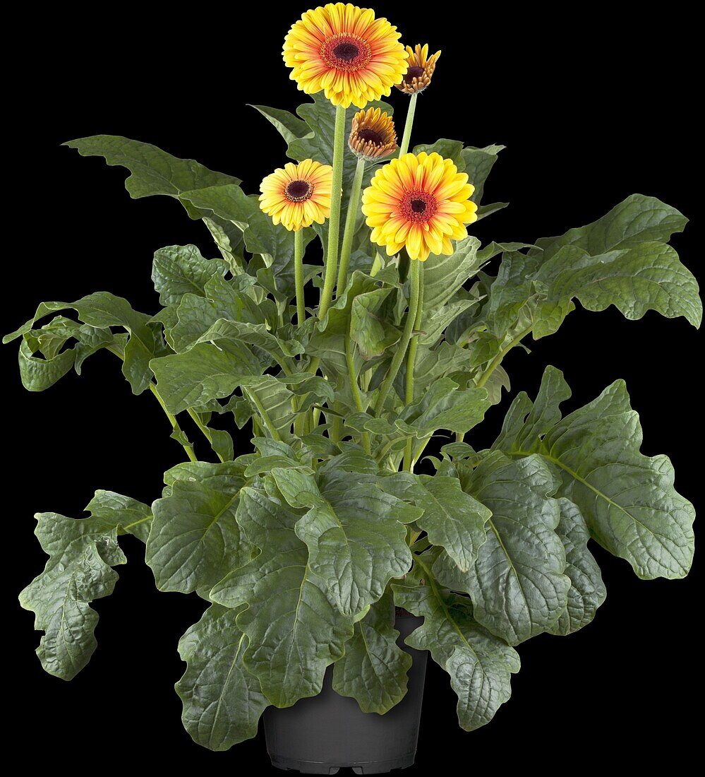 Gerbera