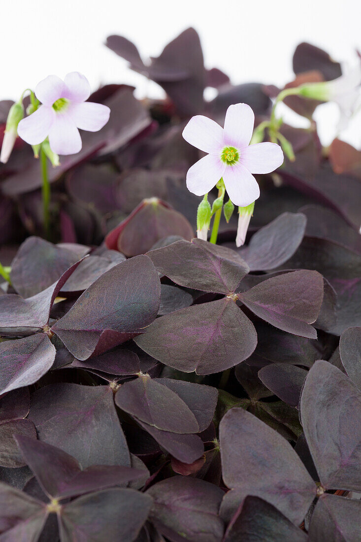 Oxalis regnellii