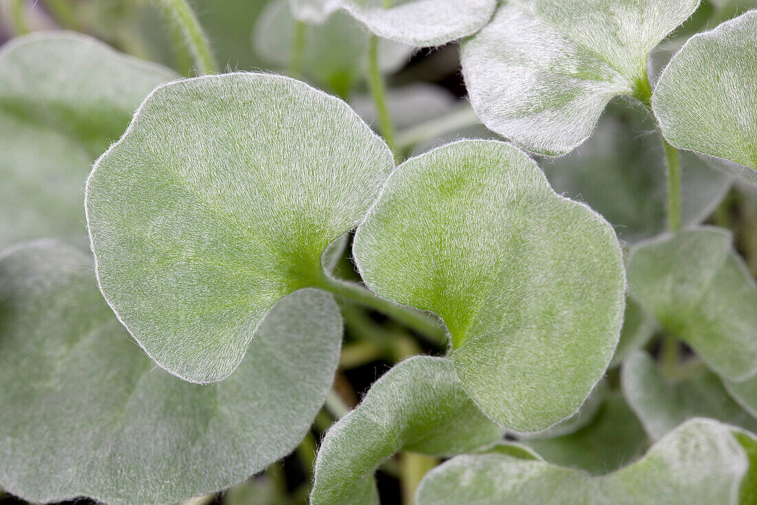 Dichondra argentea 'Silver Falls