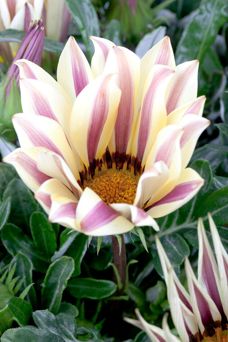 Gazania