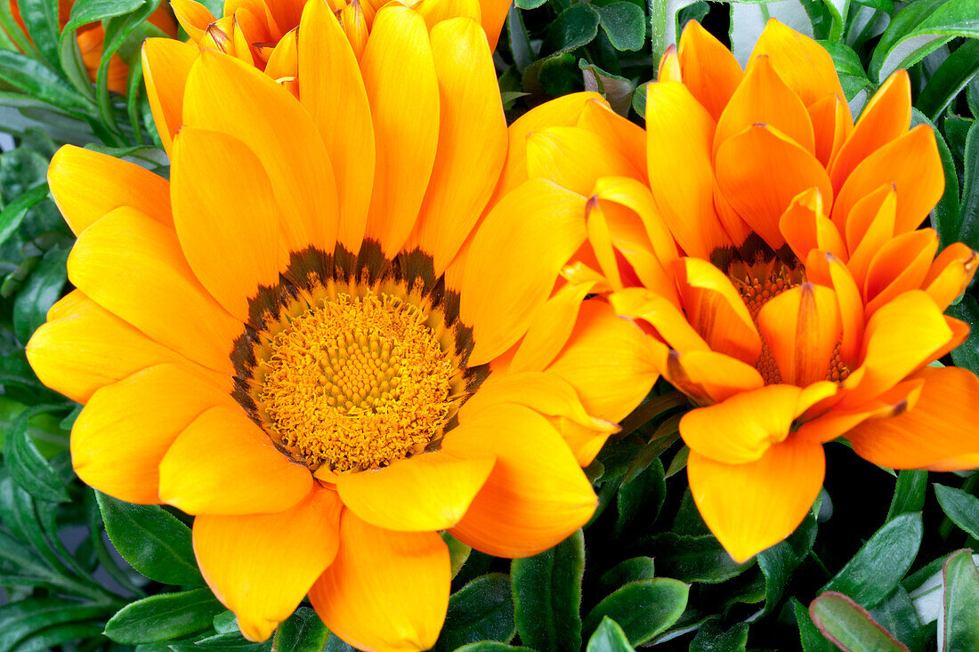 Gazania