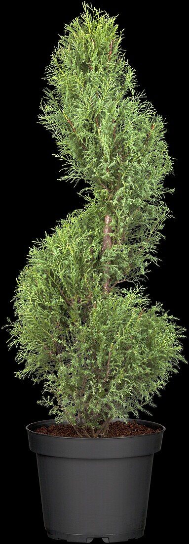Juniperus communis, Spirale