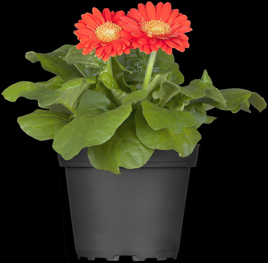 Gerbera 'Durora'