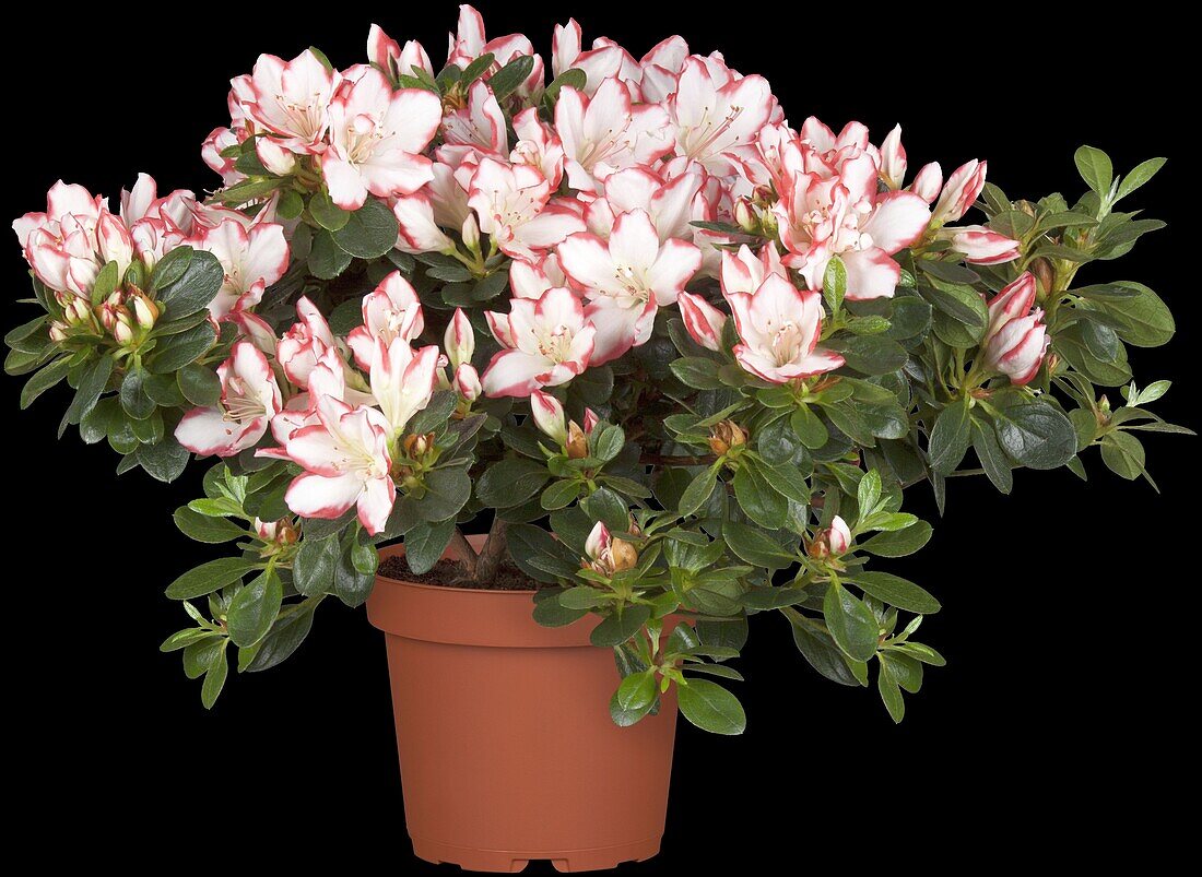 Rhododendron simsii, zweifarbig