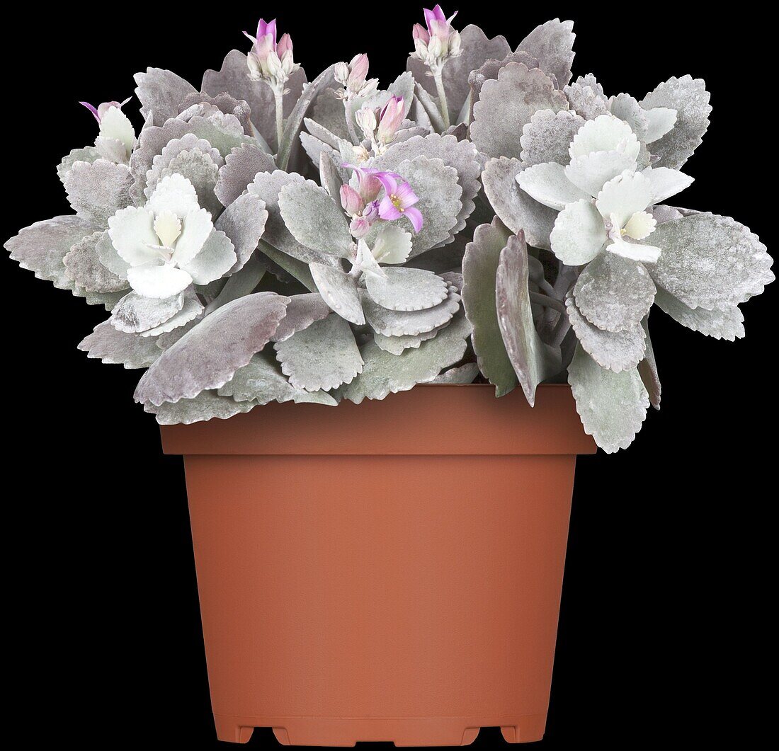 Kalanchoe pumila