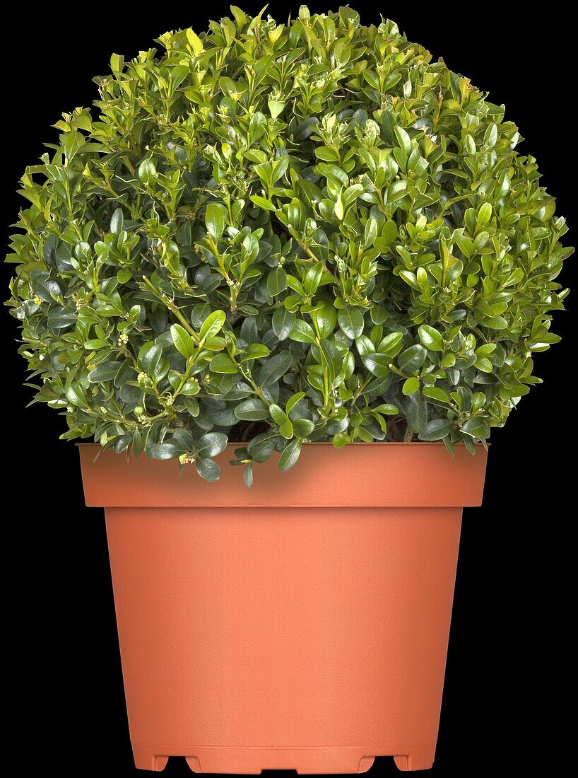 Buxus sempervirens