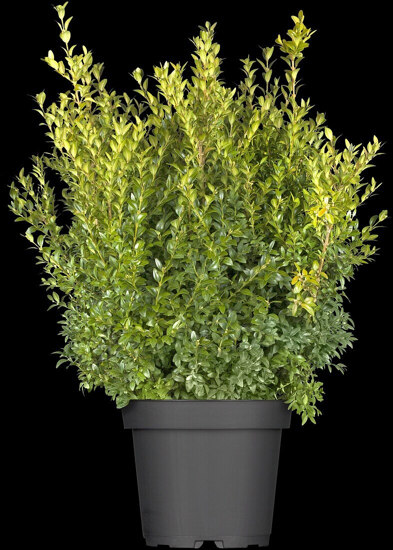 Buxus sempervirens