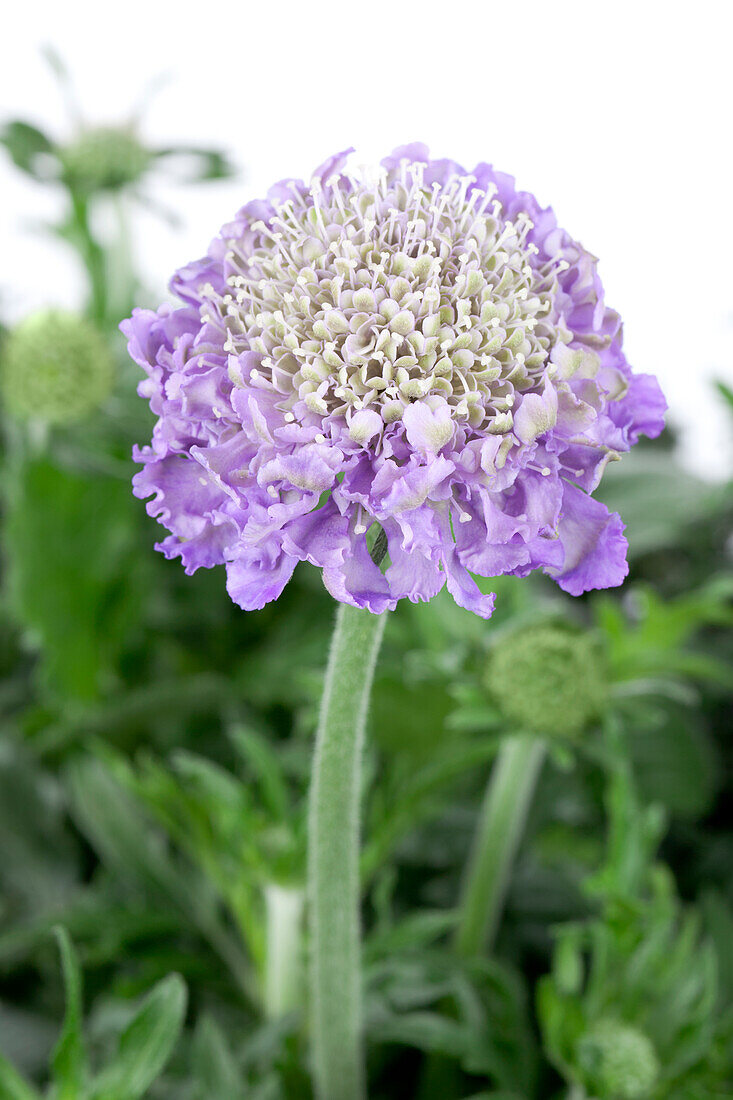 Scabiosa columbaria