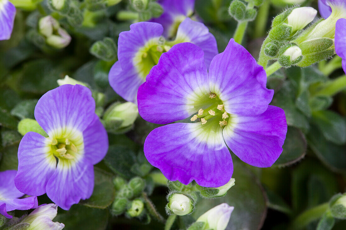 Aubrieta x cultorum