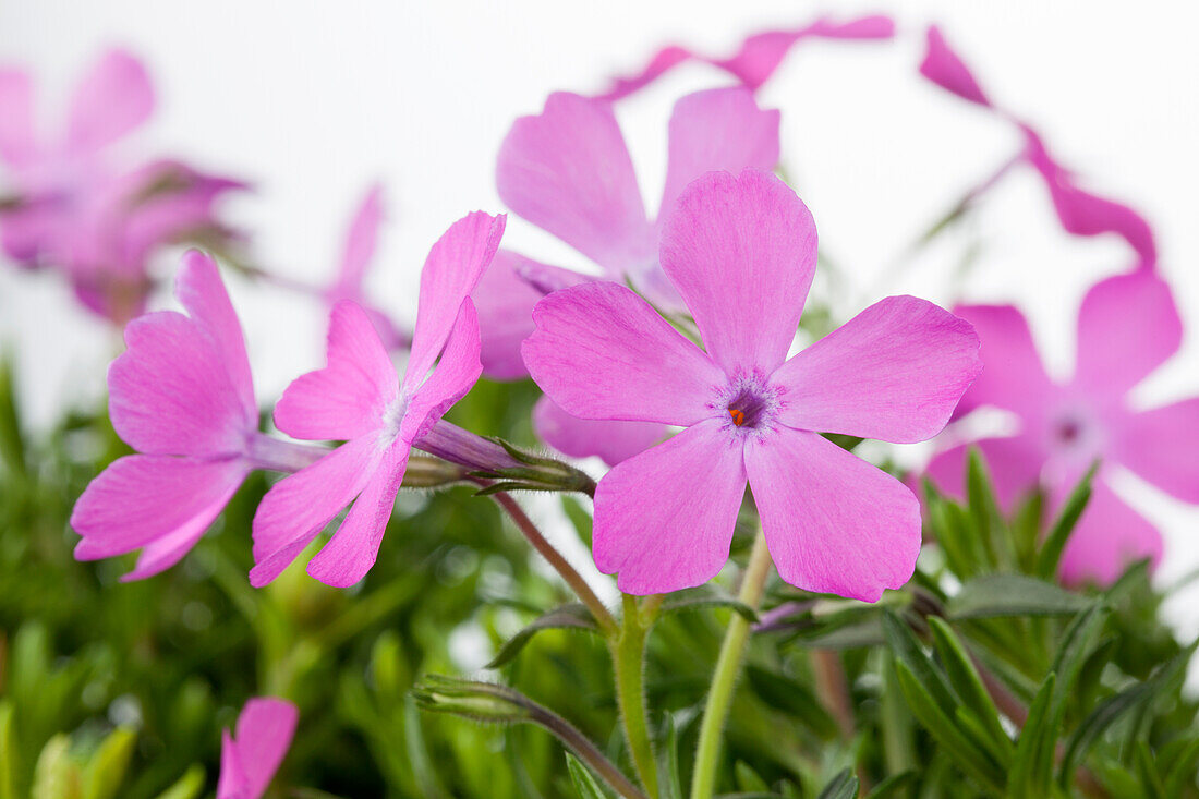 Phlox subulata, pink