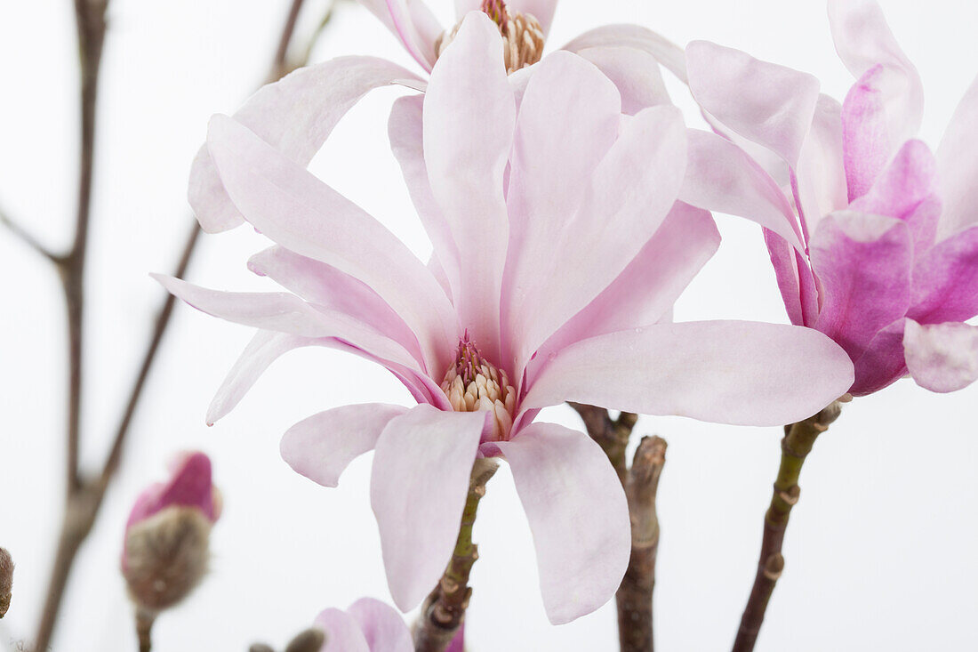 Magnolia x loebneri 'Leonard Messel