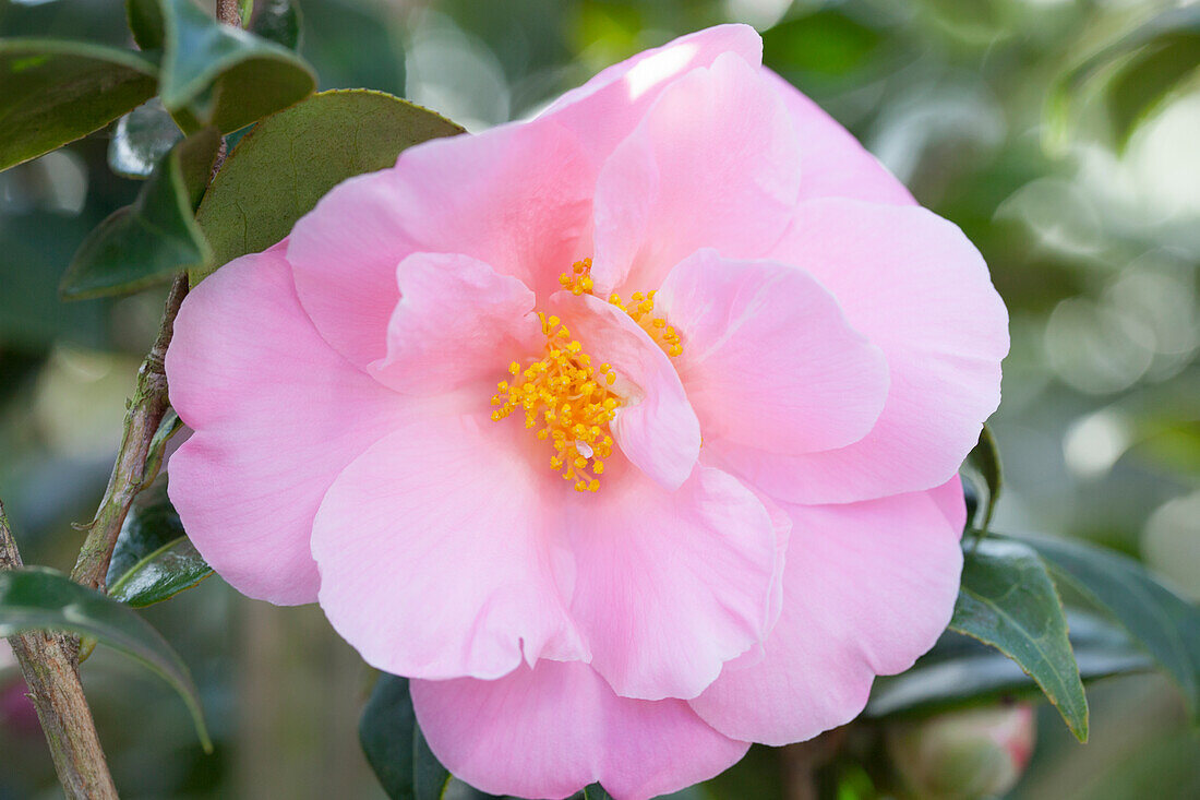 Camellia japonica 'Betty Sette'