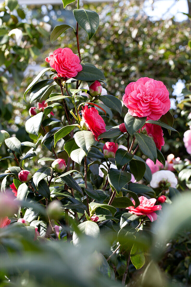 Camellia japonica 'April Dawn'