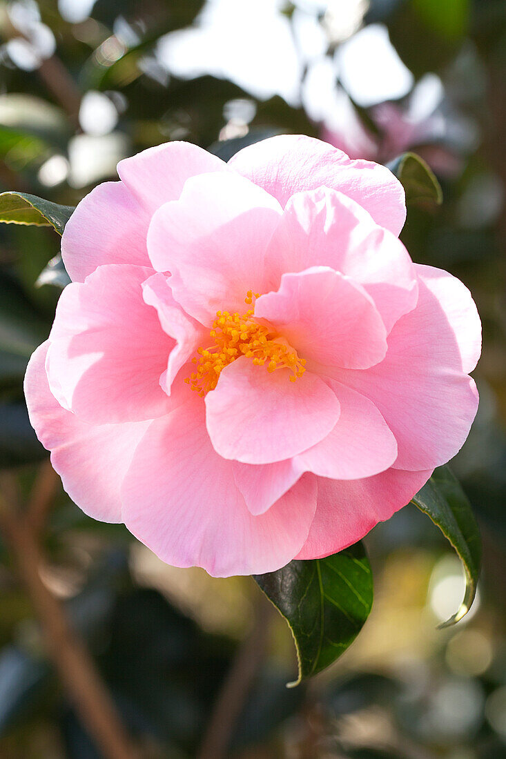 Camellia japonica 'Betty Sette'