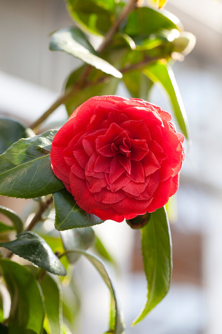 Camellia japonica 'Dr. Burnside