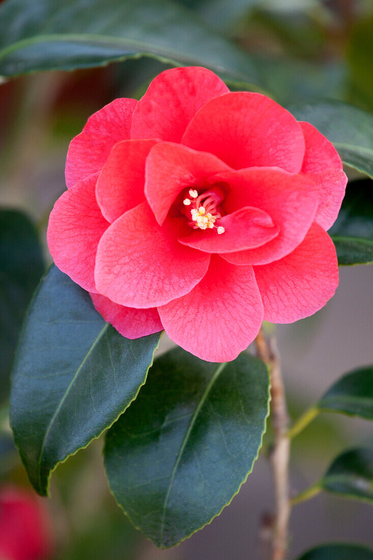 Camellia japonica 'Betty Sette'