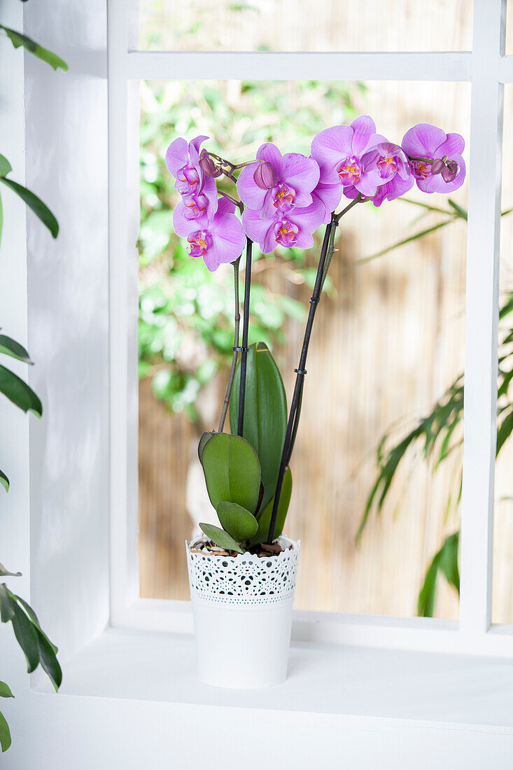 Phalaenopsis