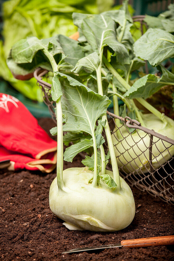 Brassica oleracea var. gongylodes