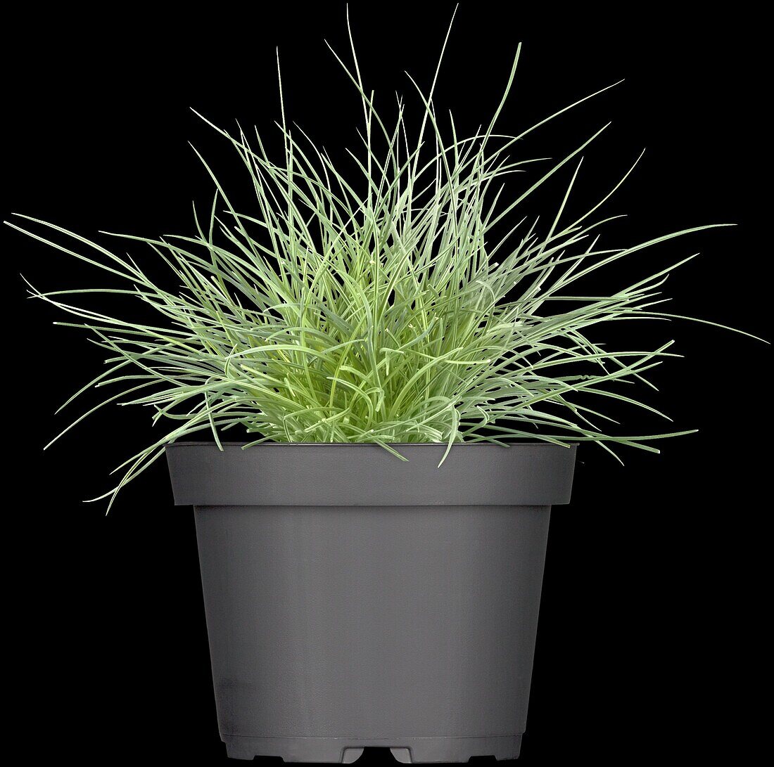 Festuca glauca