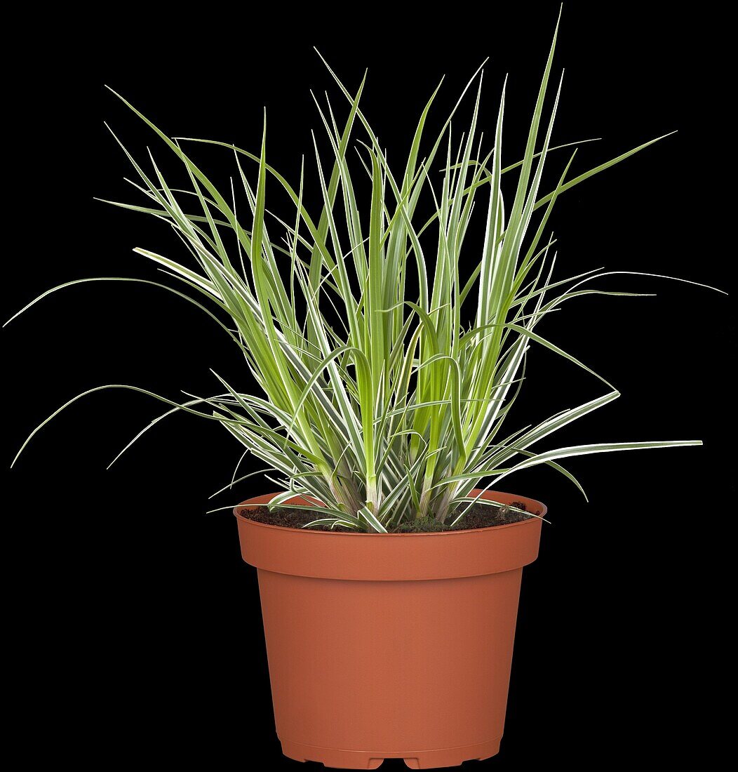 Carex conica