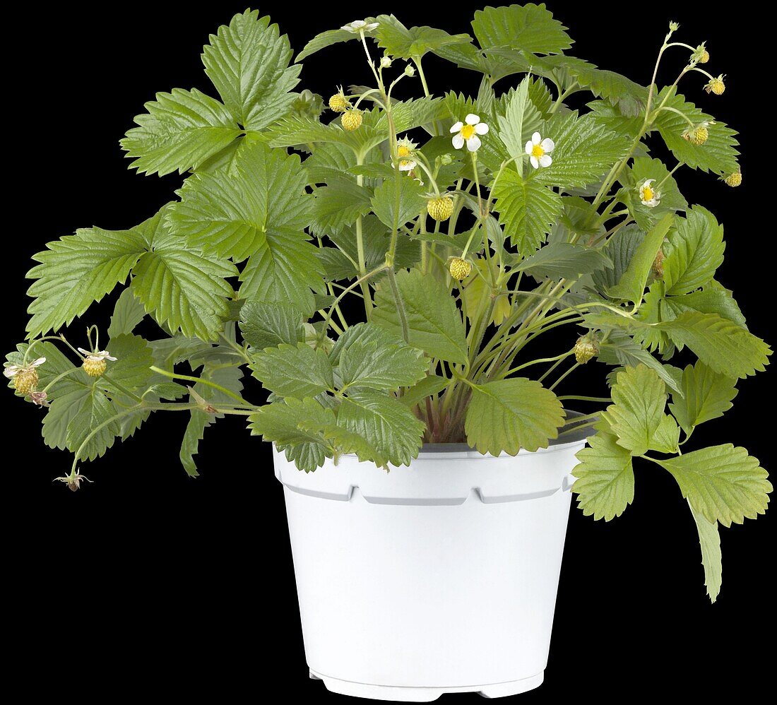 Fragaria vesca