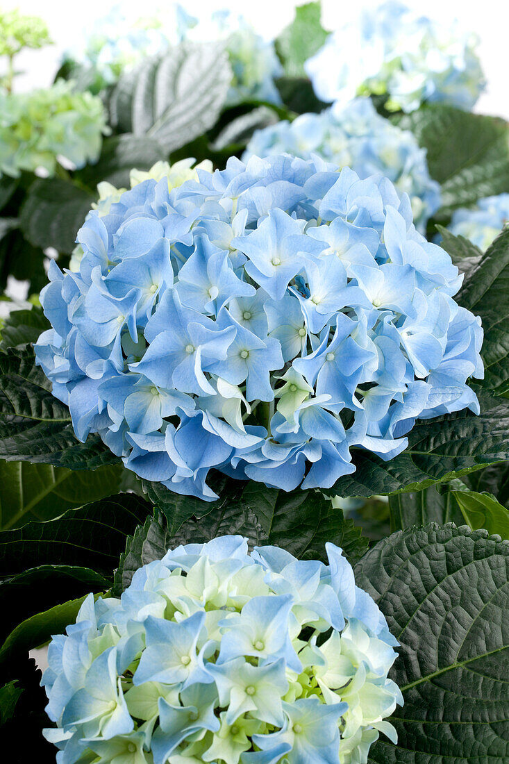 Hydrangea macrophylla, blue