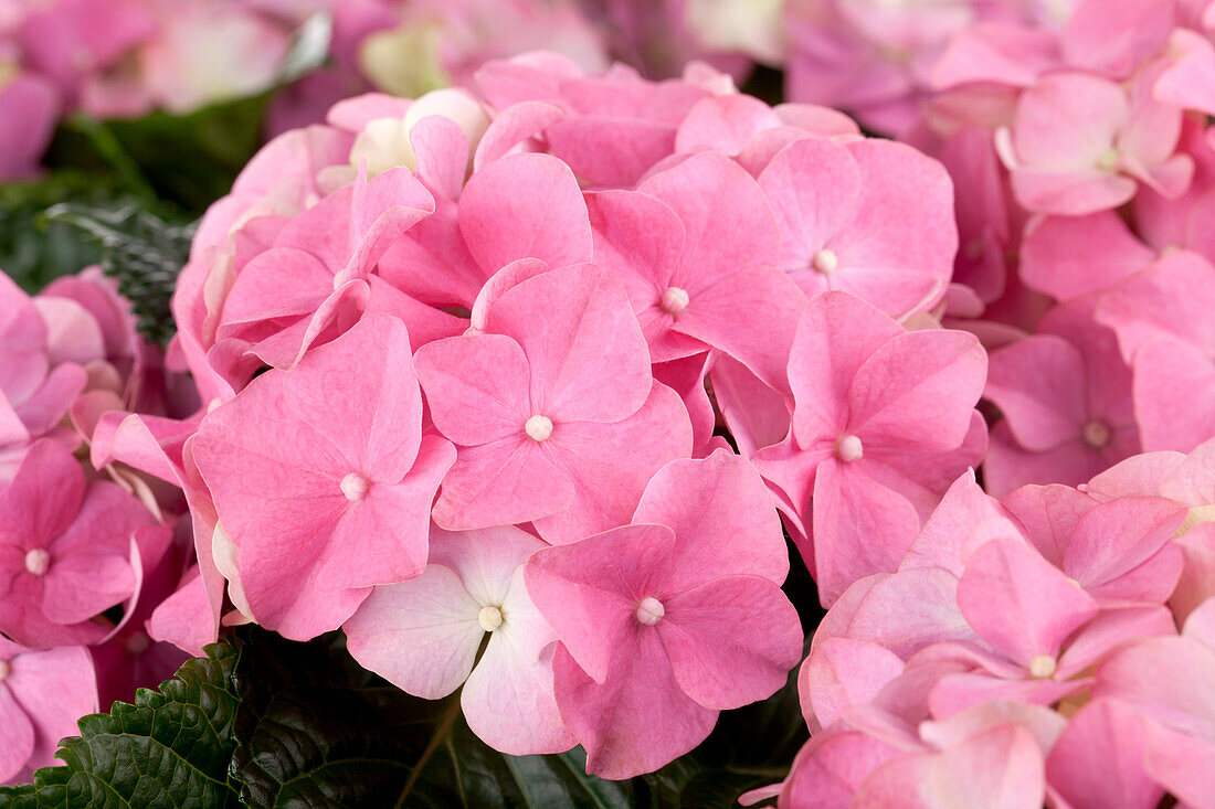 Hydrangea macrophylla, pink