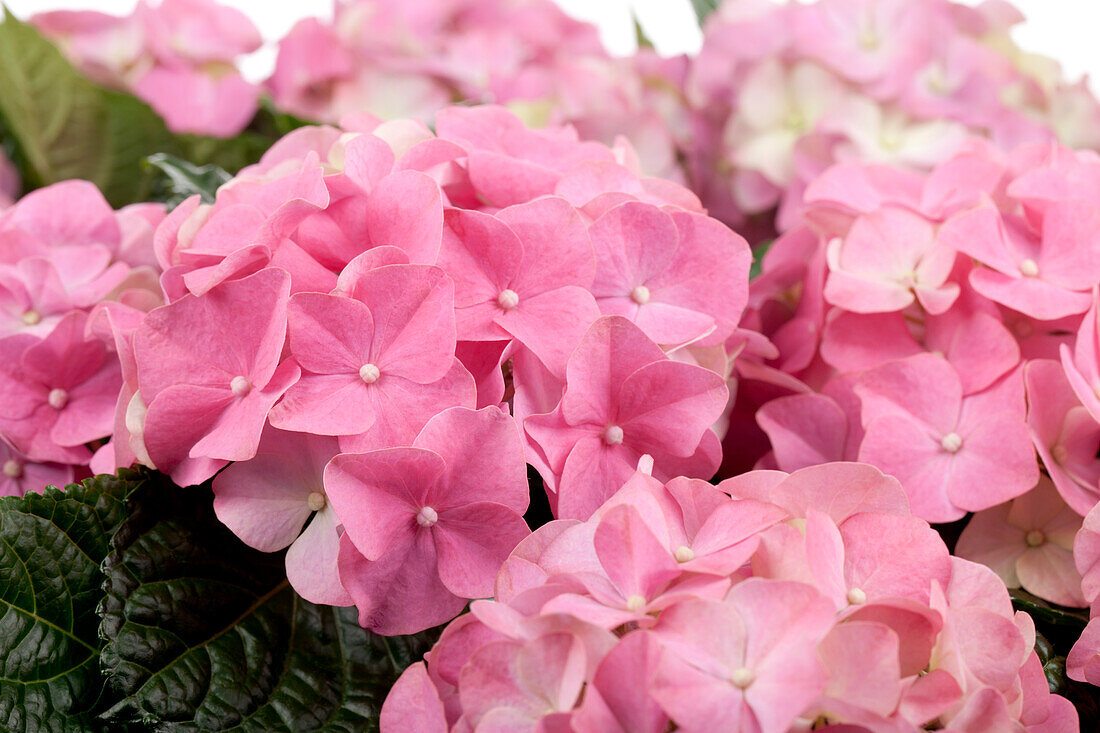 Hydrangea macrophylla, rosa