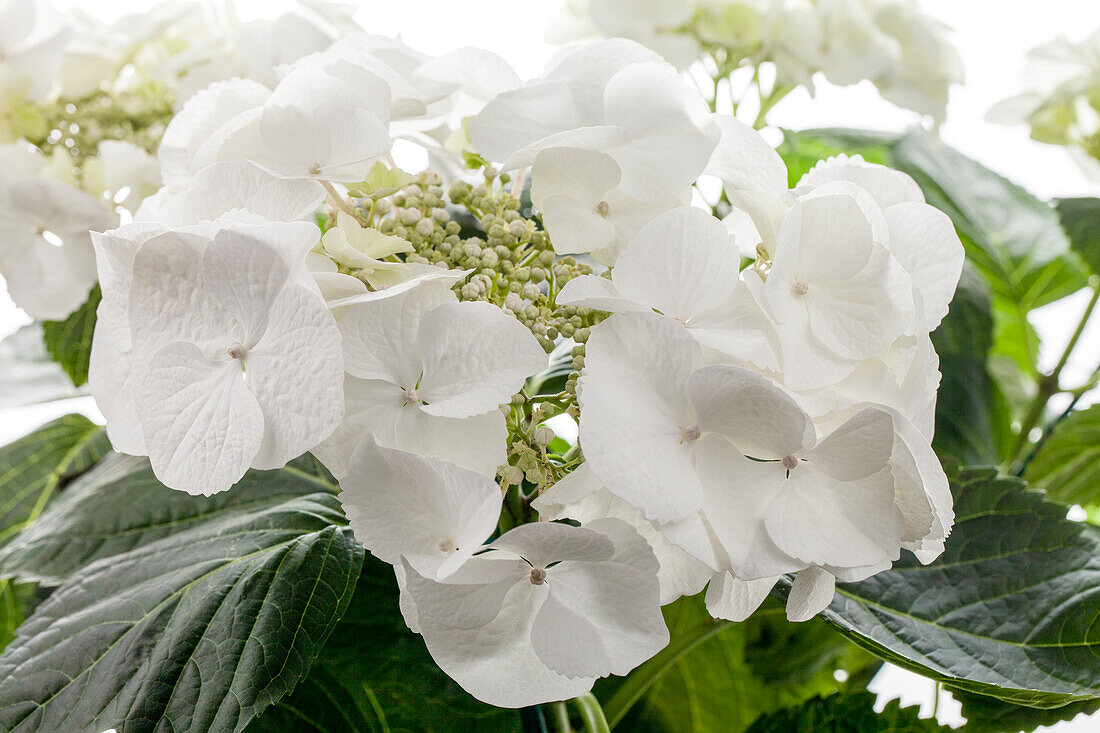 Hydrangea macrophylla, weiß