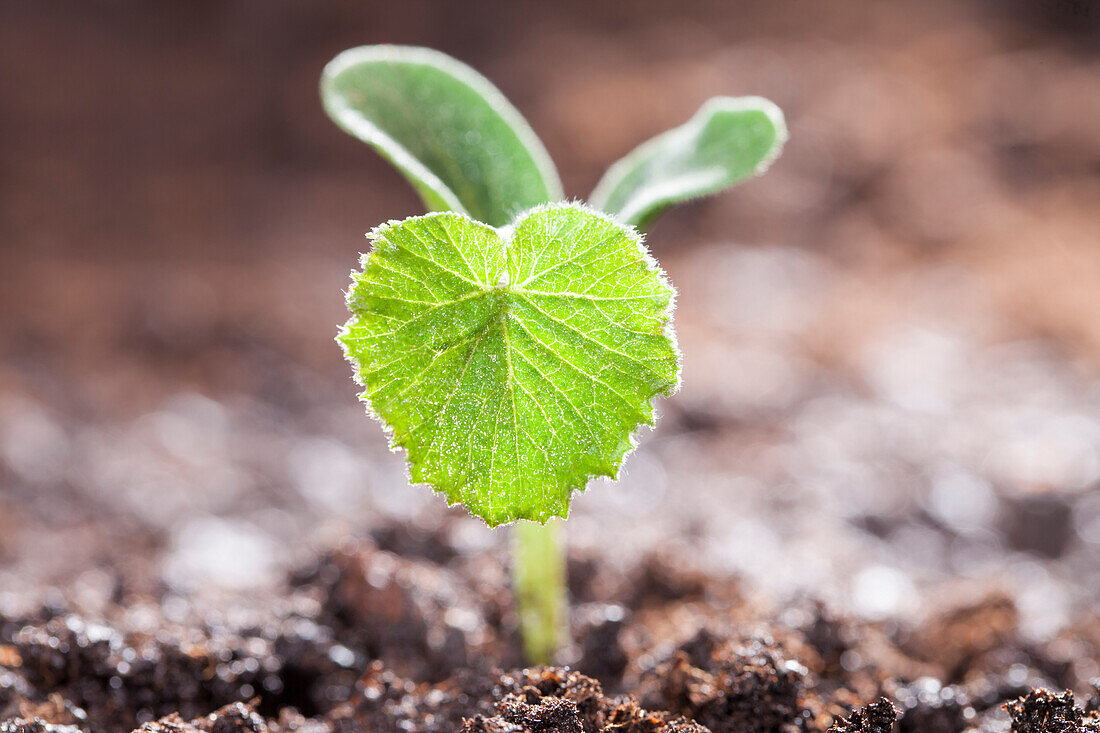 Cucurbita pepo