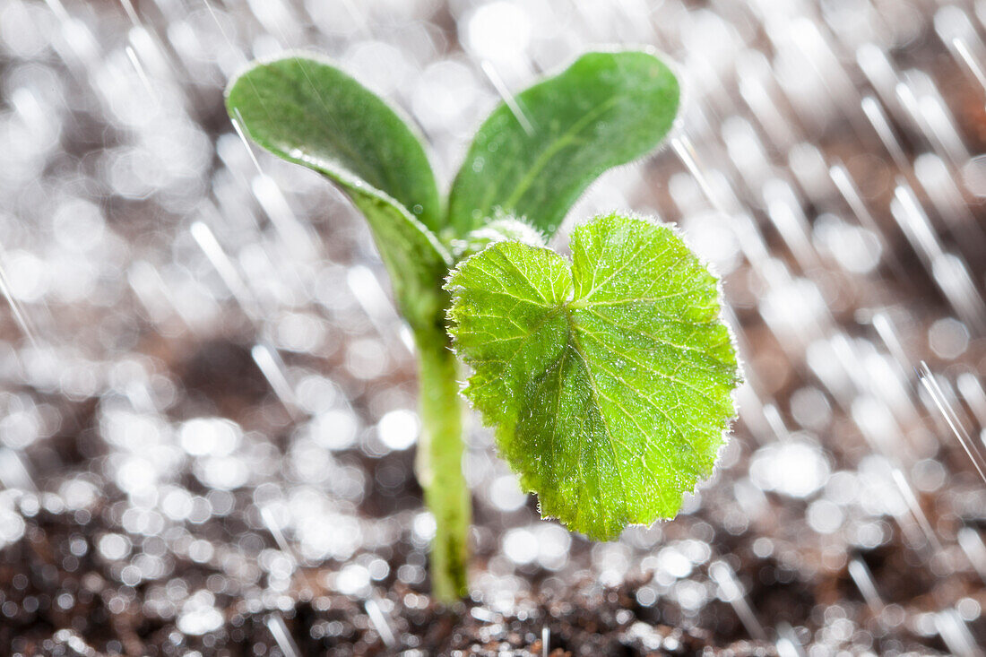 Cucurbita pepo