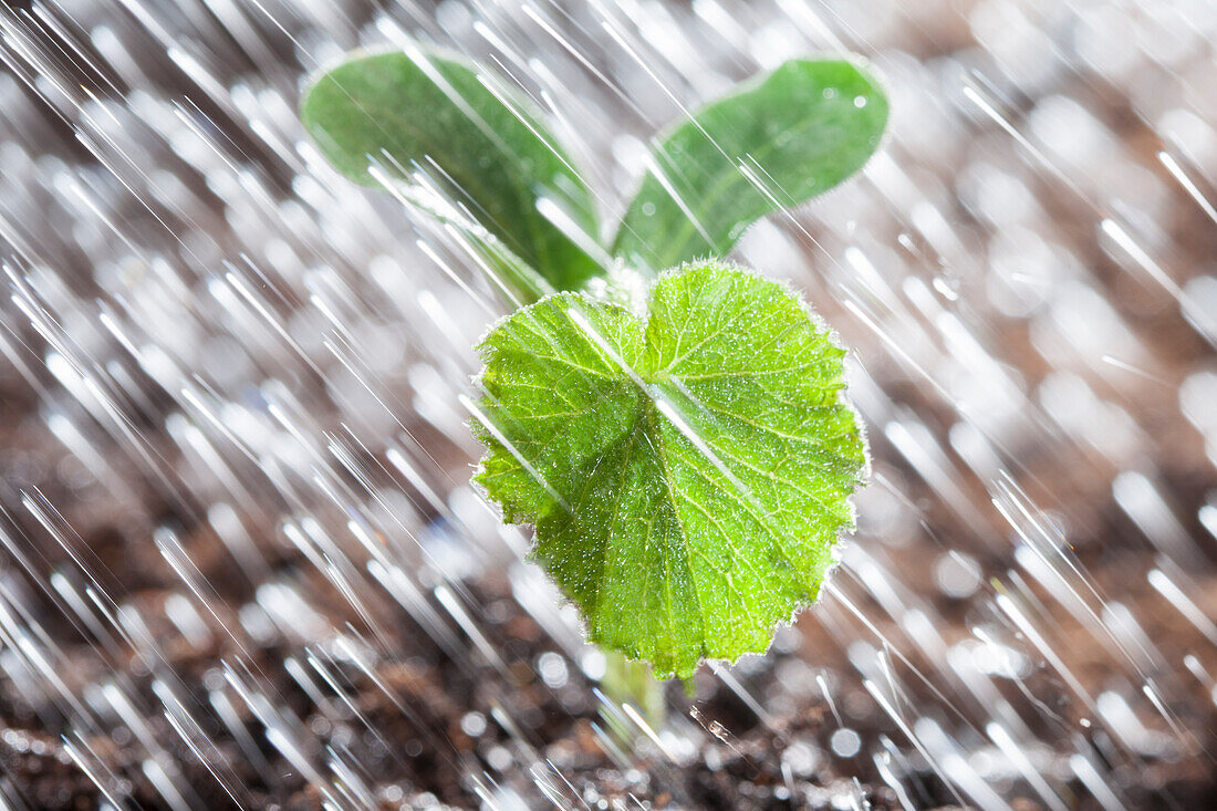 Cucurbita pepo