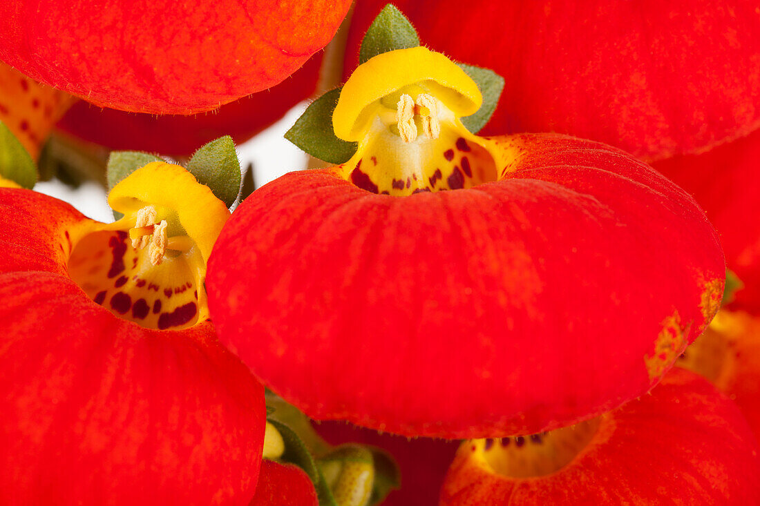 Calceolaria