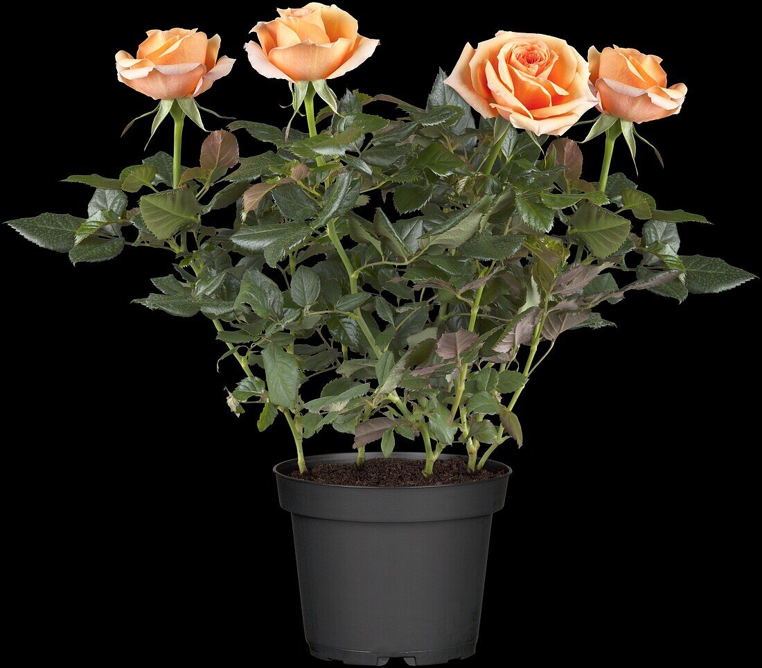 Potted rose