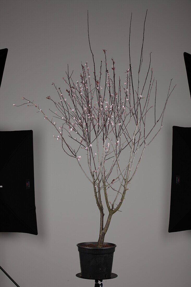 Prunus cerasifera 'Nigra'