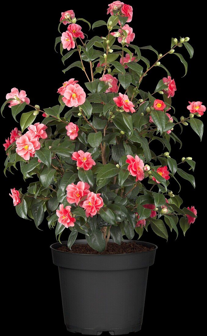 Camellia japonica 'Beautyflame'