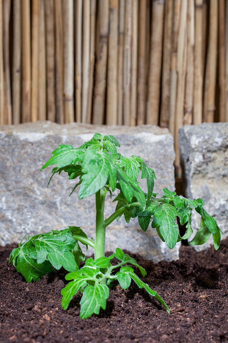 Solanum lycopersicum