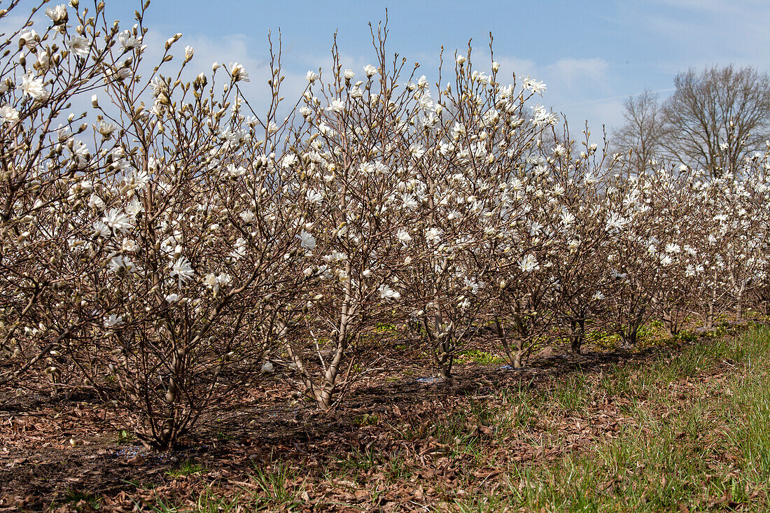 Magnolia stellata