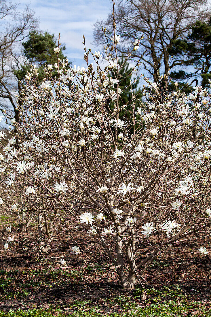 Magnolia stellata