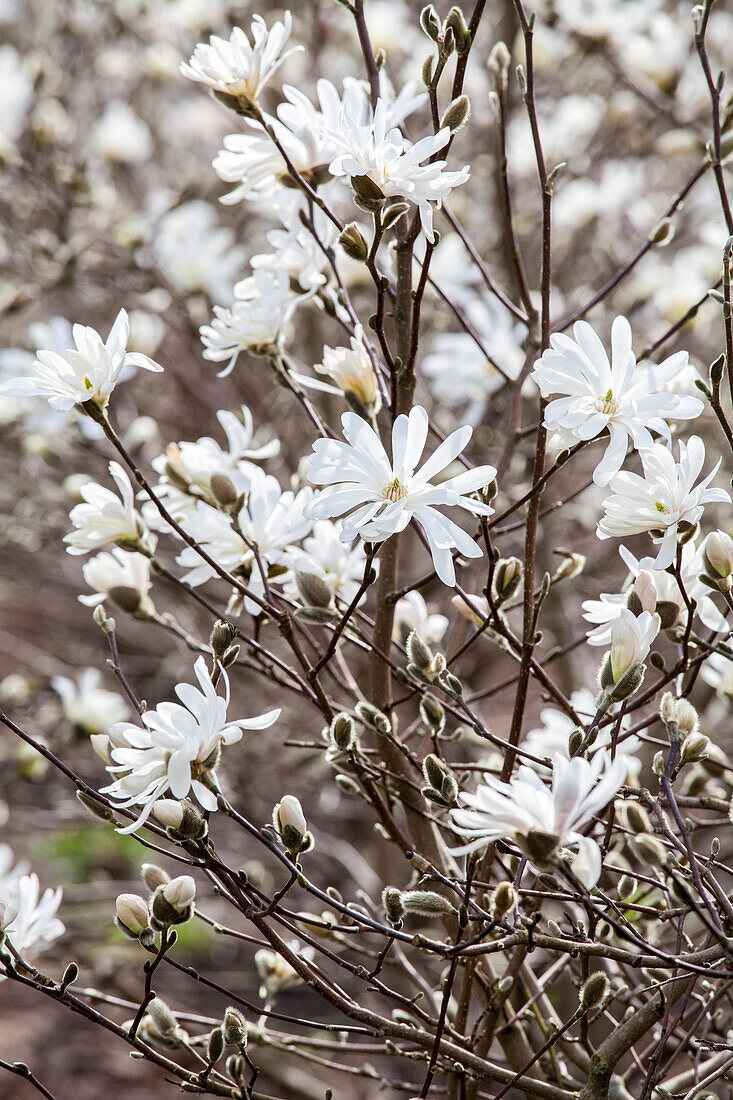 Magnolia stellata